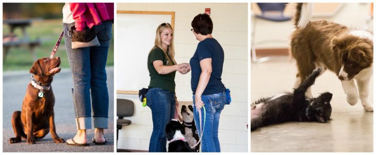 Vivid Longmont Dog Training Moment for Mobile Vivid Longmont Dog Training Moment for Mobile