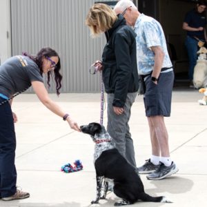 Beautiful Longmont Dog Training Image Nature Beautiful Longmont Dog Training Image Nature