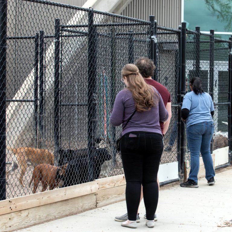 Artistic Longmont Dog Training Artwork Illustration Artistic Longmont Dog Training Artwork Illustration