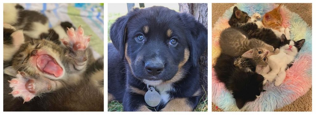 Kittens and puppy