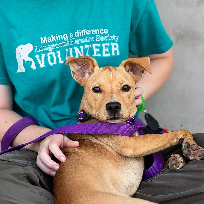 Volunteer with dog