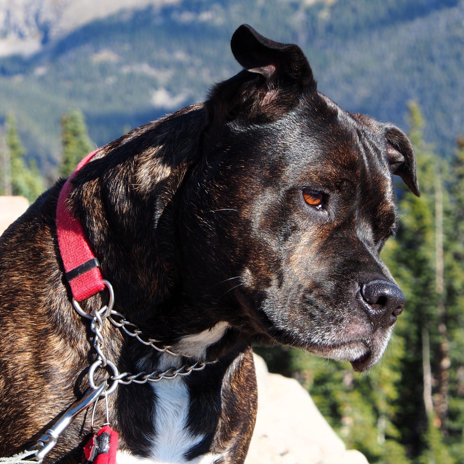 Calendar Photo Contest Longmont Humane Society Calendar Photo Contest Longmont Humane Society