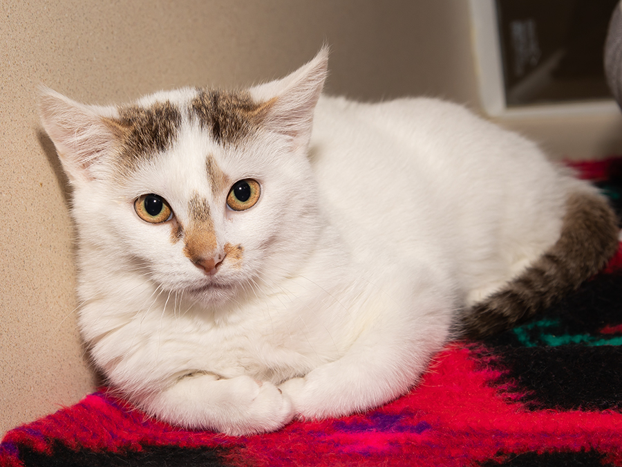 Cat relaxing