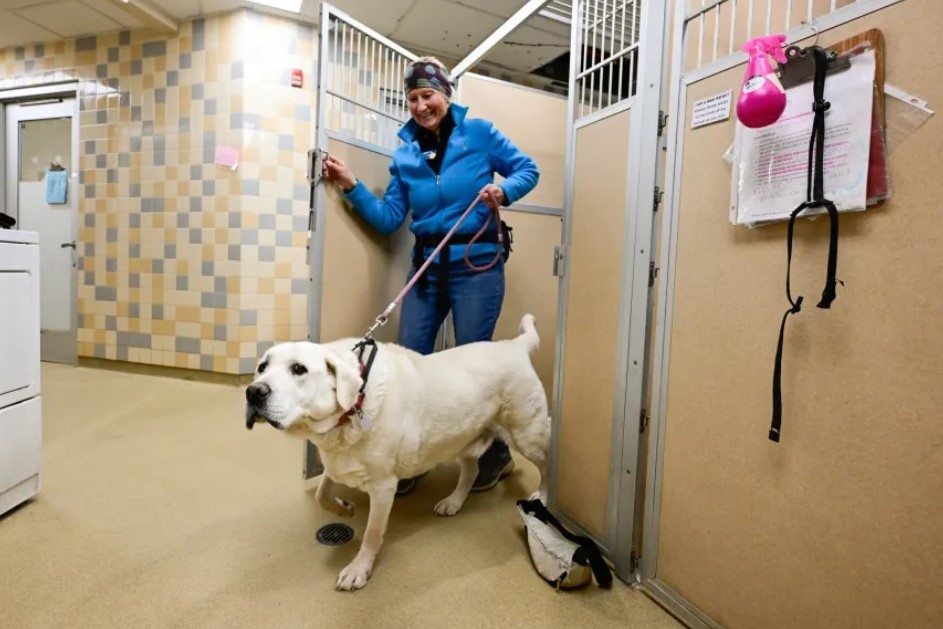 Dog being walked on leash