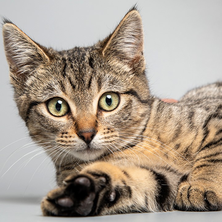 Give Now, Tabby cat