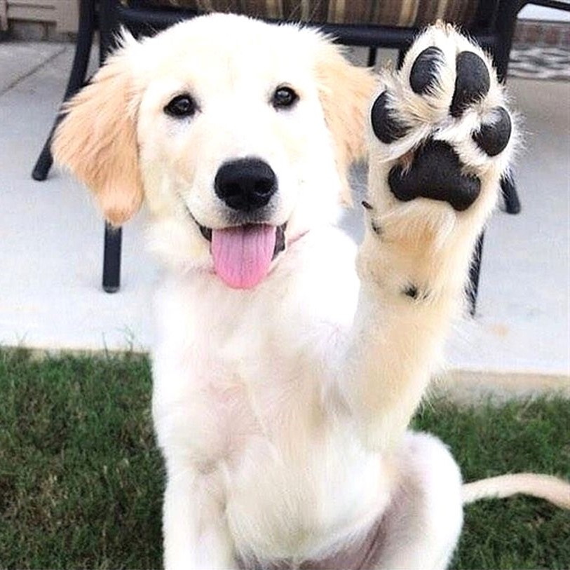 Corporate Partnership, dog holding up his paw