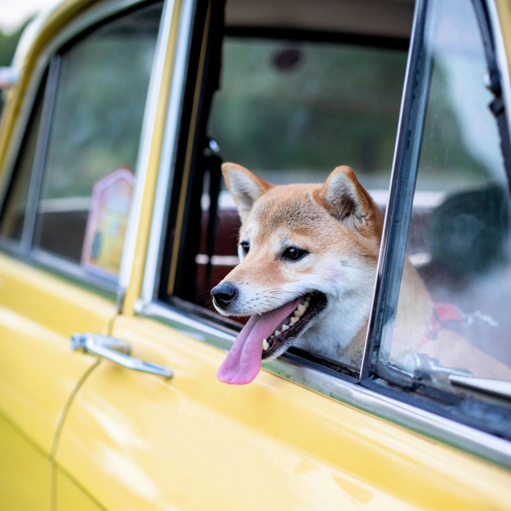 Donate your car, dog in passenger seat of car