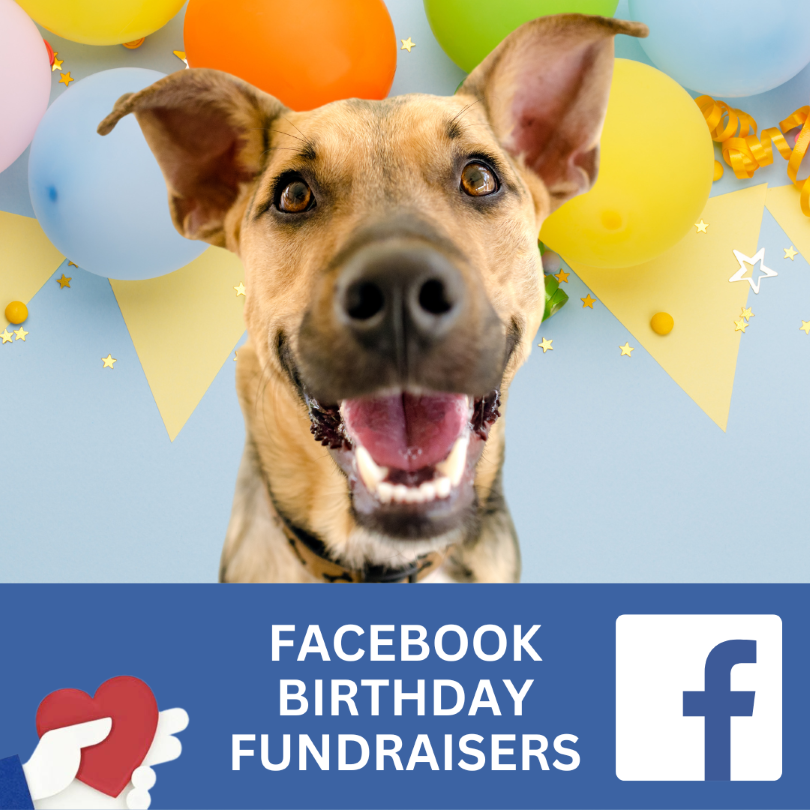 Online fundraiser, happy dog