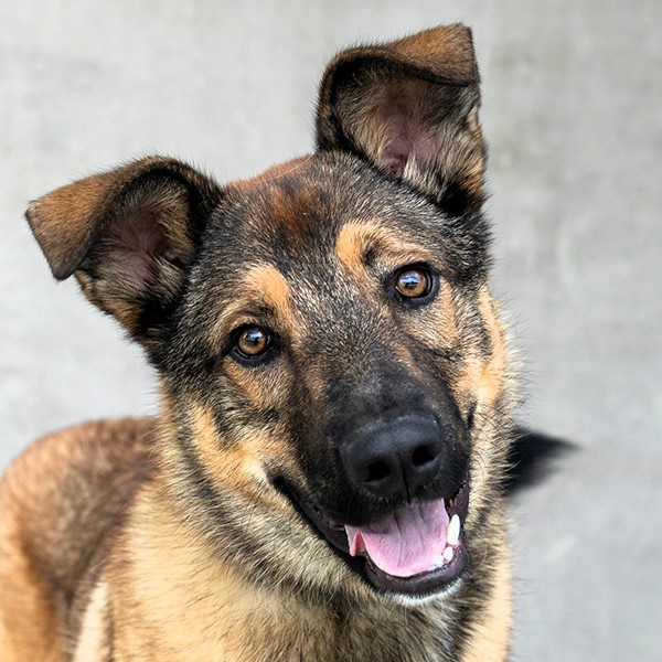 Monthly giving, Perky and happy dog