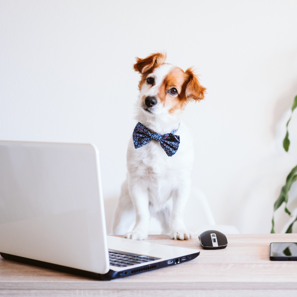 Workplace giving, dog wearing bow tie in front of laptop