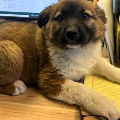 Adoption Update: Flowers the dog