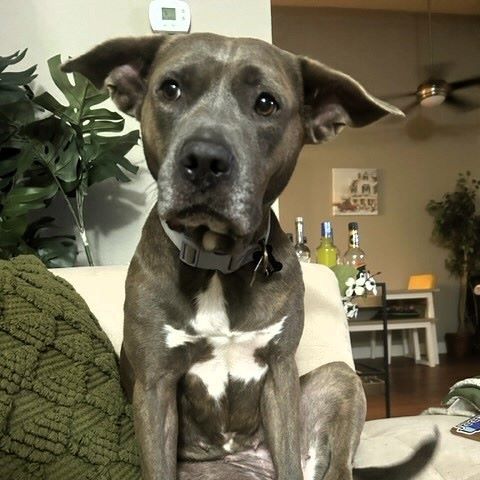 Adoption Update: Roxanne the dog