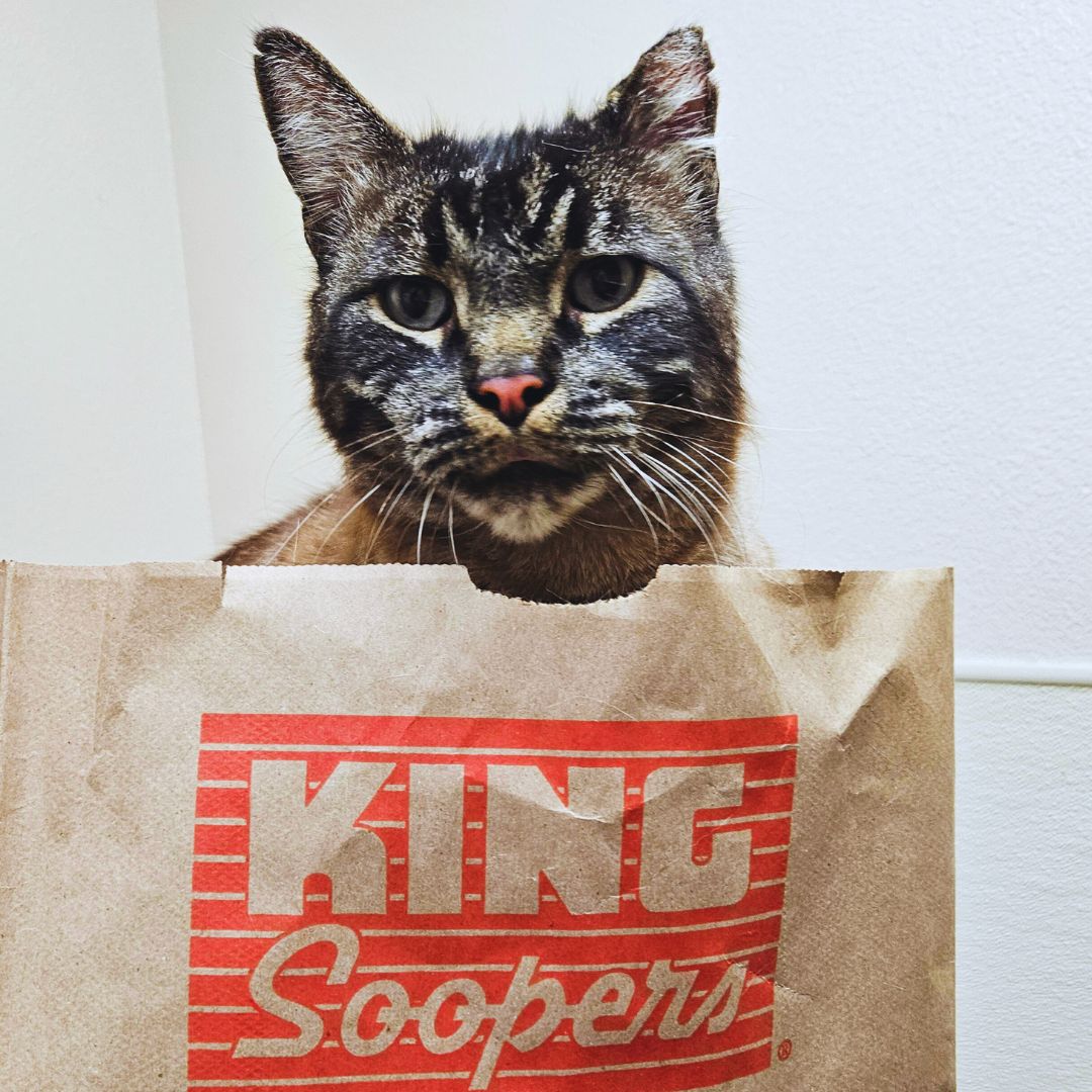 Shop for a cause, cat in shopping bag