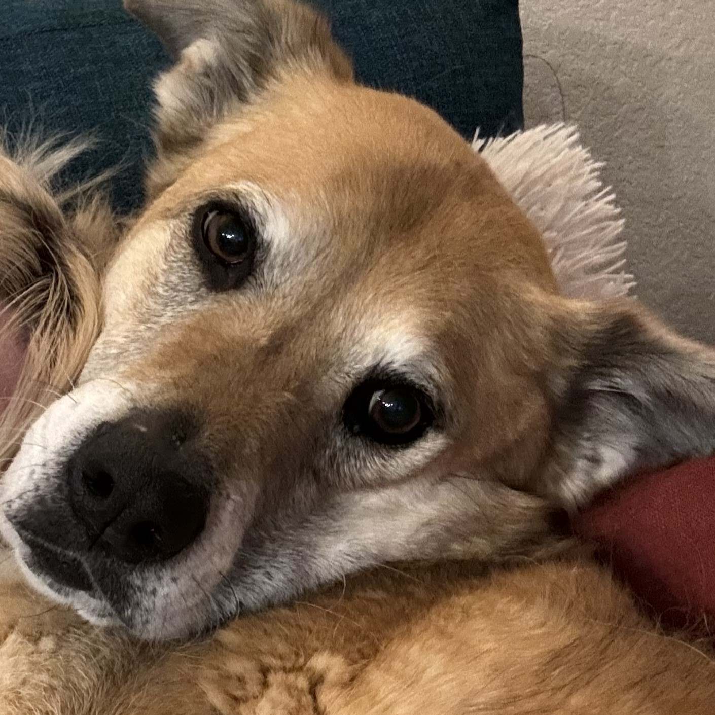 Adoption Update: Willow the dog