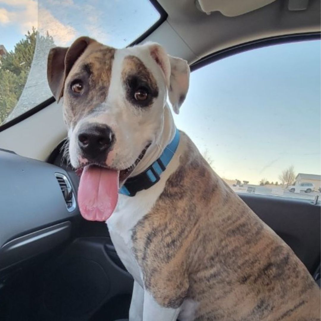 Adoption Update: Bagel the dog