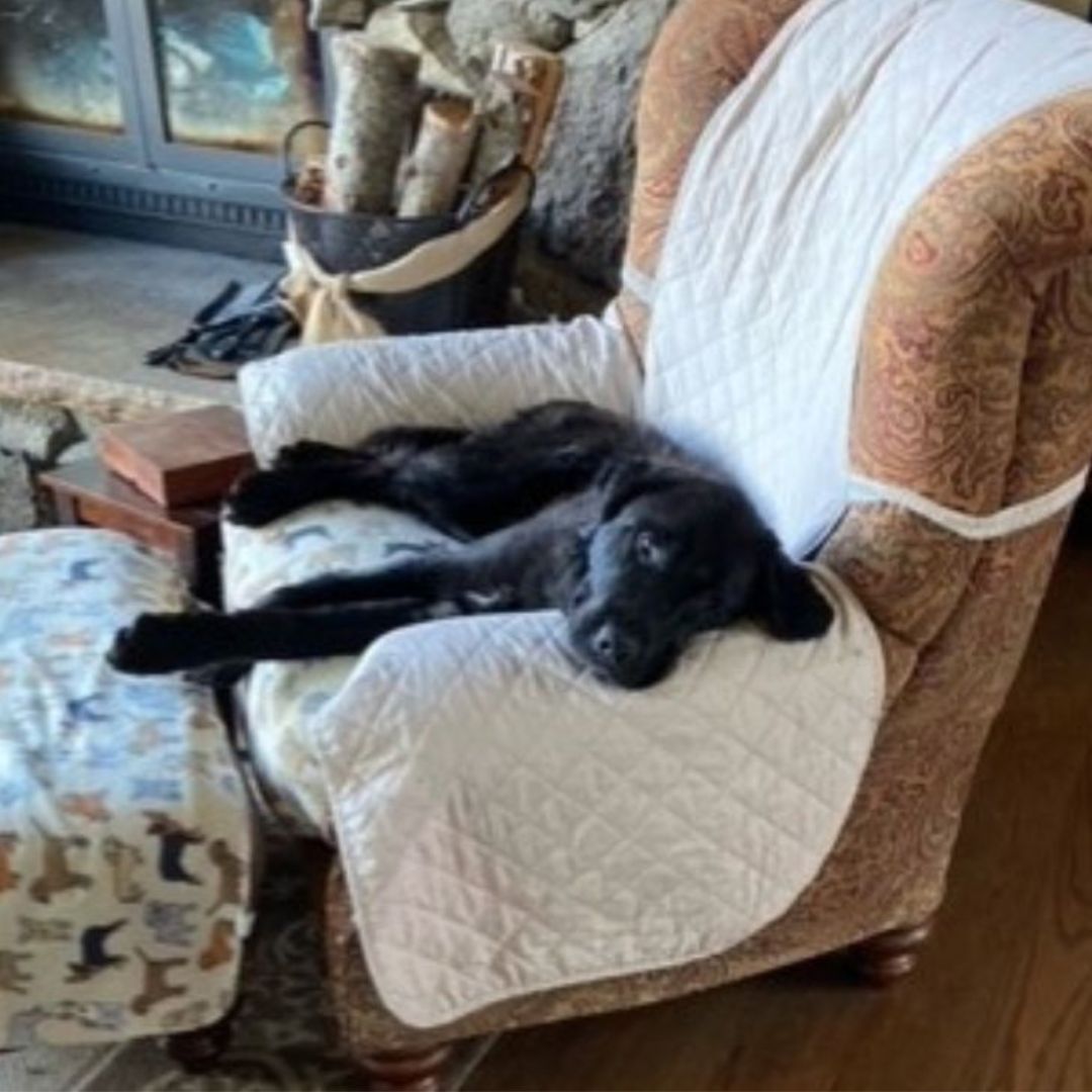 Adoption Update: Eclipse the dog