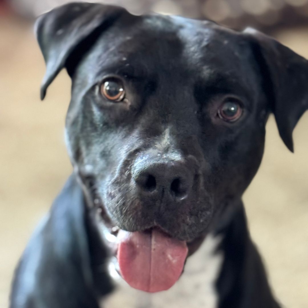 Adoption Update: Bandito the dog