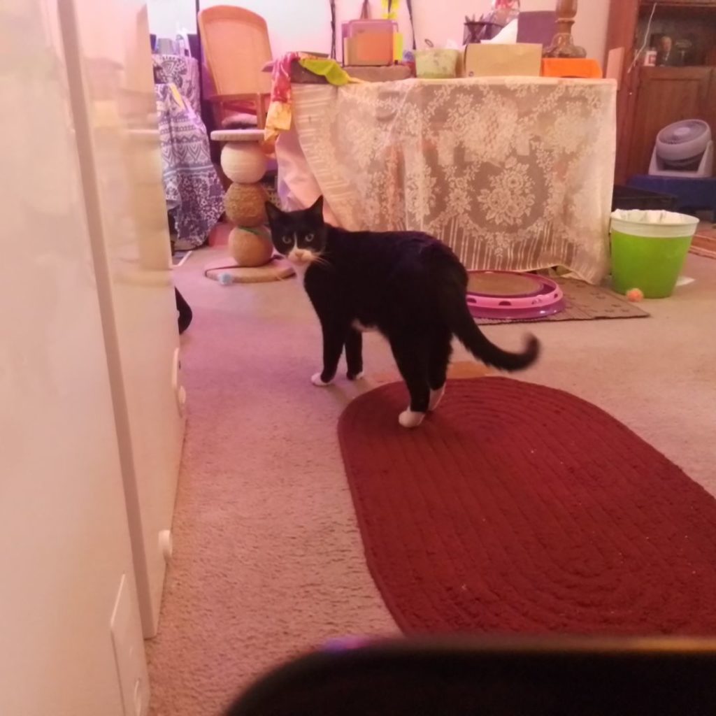 Adoption Update: Boots the cat