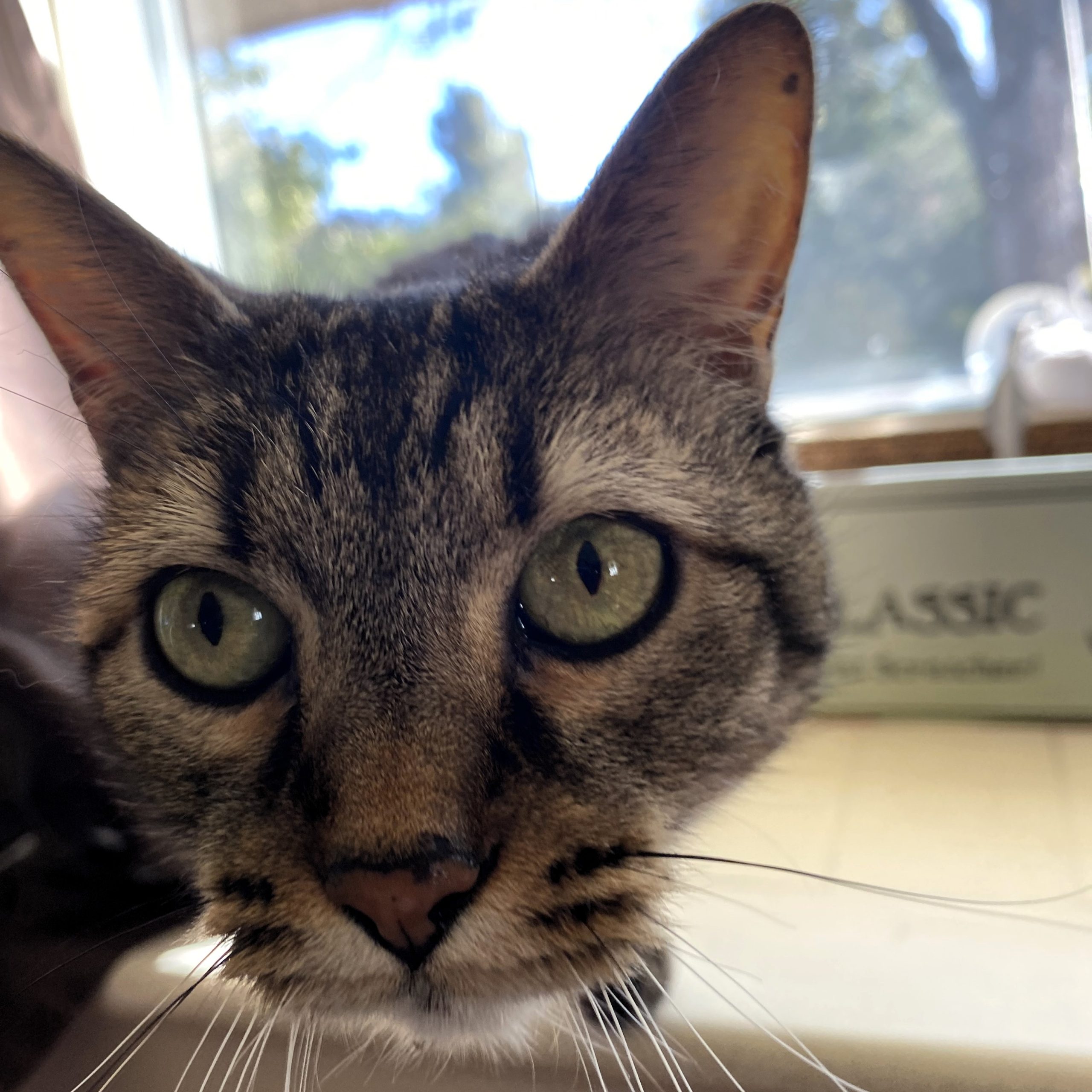 Adoption Update: Neva the cat