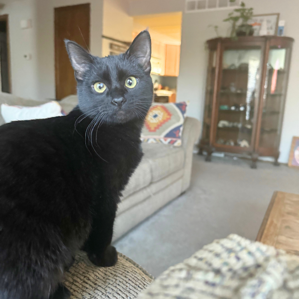 Adoption Update: Ox the cat