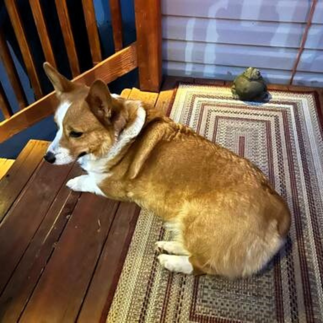 Adoption Update: Otis the dog