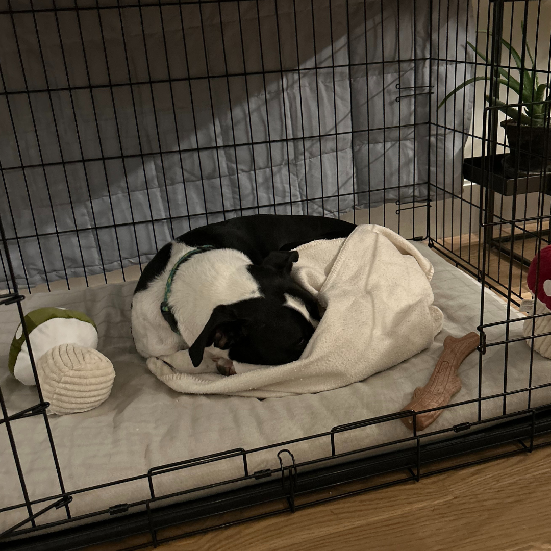 Adoption Update: Pia the dog