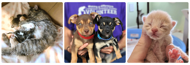 Kittens and puppies