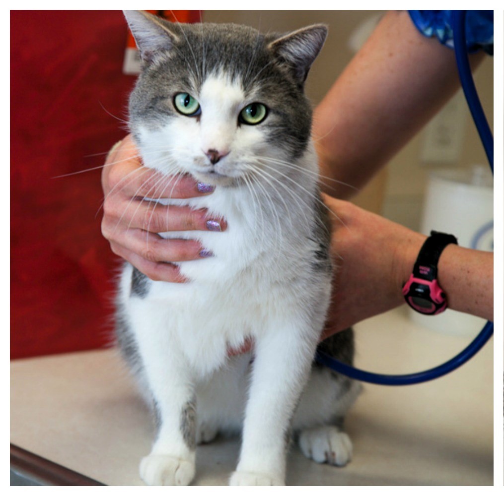 Cat with veterinarian